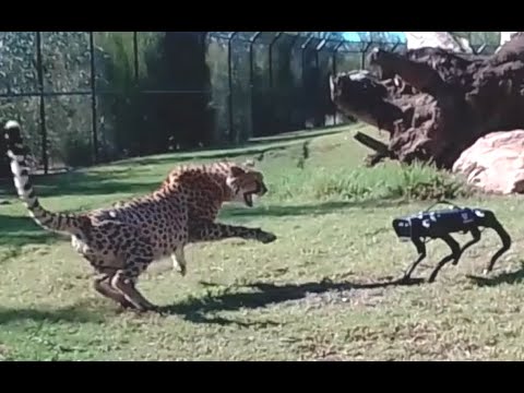 Cheetah vs  Robodog – Zoo  Robot Research testing world 1st   – Sydney Behind the scenes