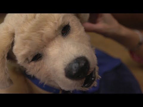 The Robot Dog That Helps With Dementia – BBC Click