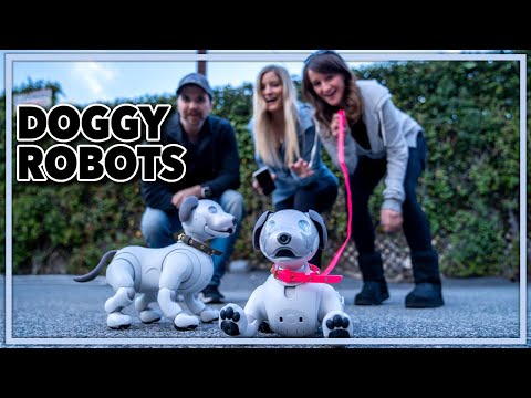 Treating Our Robot Dogs Like Real Dogs